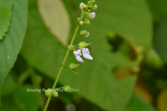 Plectranthus mollis